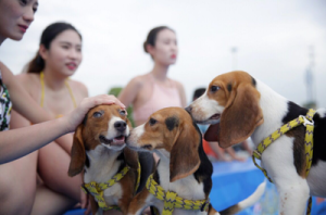 食品科技“人工肉”走进大众餐桌，环保健康新选择